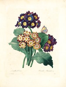 Orelha de Urso, gravada por Victor, de &39;Escolhendo as Flores Mais Bonitas e as Mais Belas Frutas&39;, vol. Eu, 1827-33
